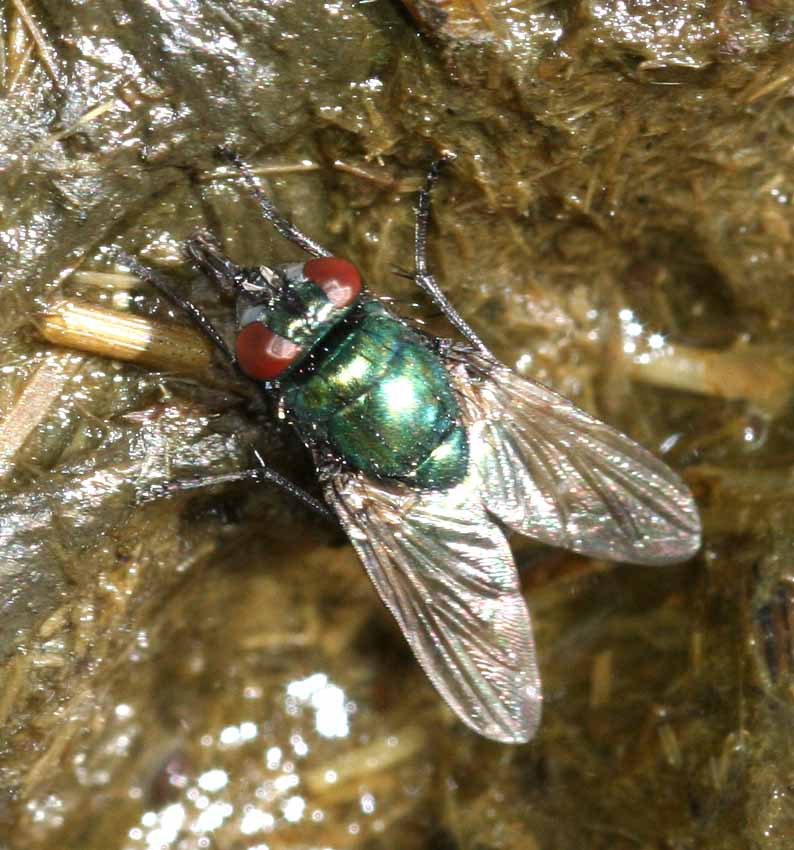 Mosca verde: Neomyia cornicina M e F (Muscidae)